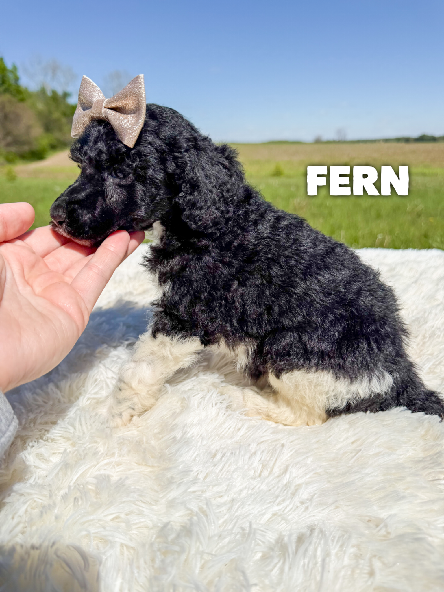 Fern 3